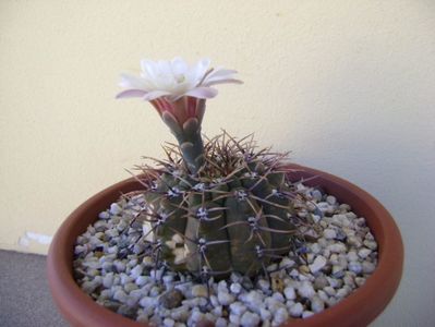 Gymnocalycium ochoterenae v cinereum