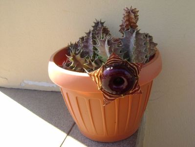 Huernia zebrina v. magniflora