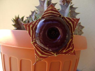 Huernia zebrina v. magniflora