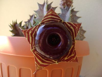 Huernia zebrina v. magniflora