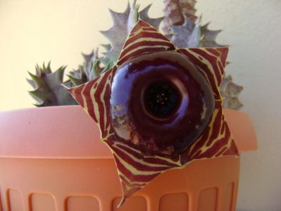 Huernia zebrina v. magniflora