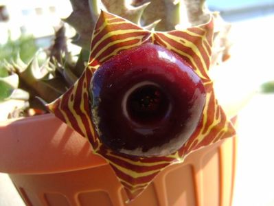 Huernia zebrina v. magniflora