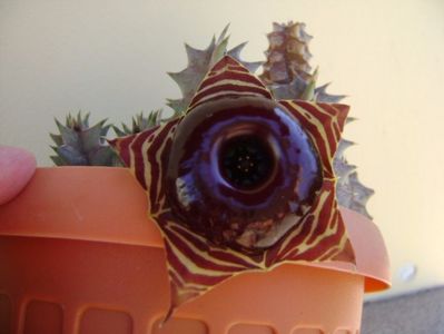 Huernia zebrina v. magniflora