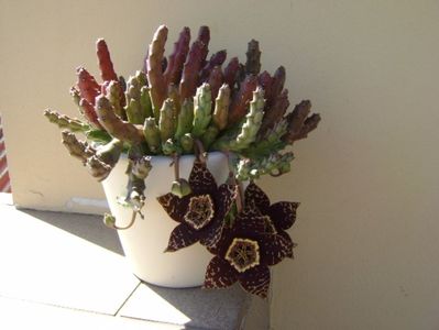 Stapelia variegata