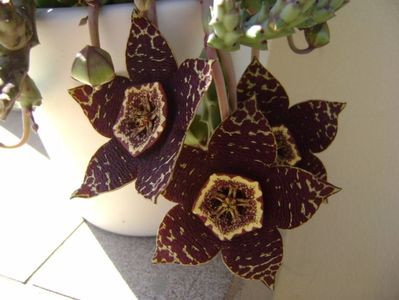 Stapelia variegata