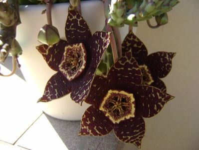 Stapelia variegata