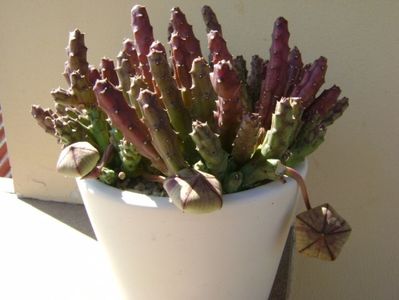 Stapelia variegata