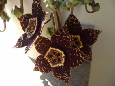 Stapelia variegata