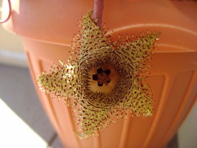 Huernia histrix v. nova