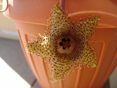 Huernia histrix v. nova