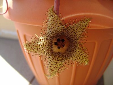 Huernia histrix v. nova