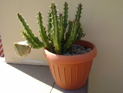 Stapelia hb. berlinensis