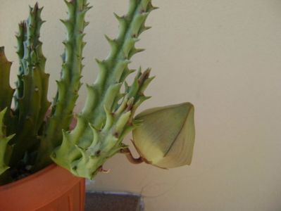 Stapelia hb. berlinensis