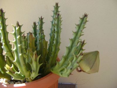 Stapelia hb. berlinensis