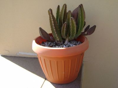 Stapelia grandiflora