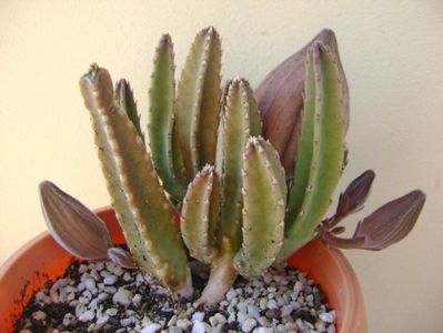 Stapelia grandiflora