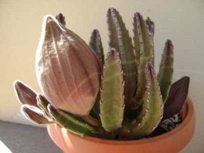 Stapelia grandiflora