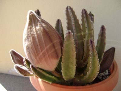 Stapelia grandiflora