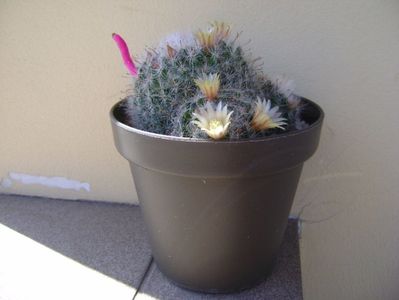 Mammillaria bocasana