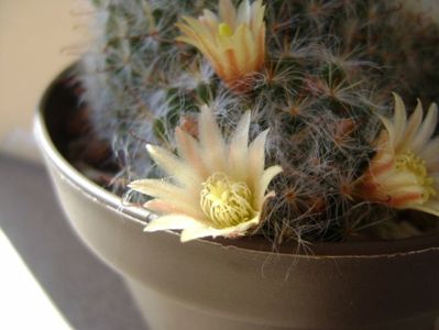 Mammillaria bocasana