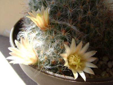 Mammillaria bocasana