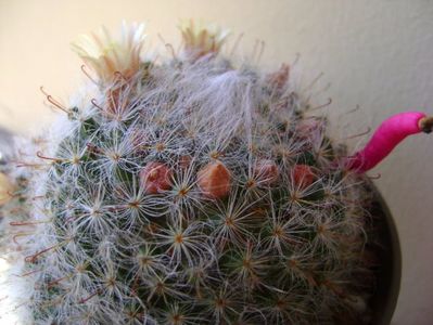 Mammillaria bocasana