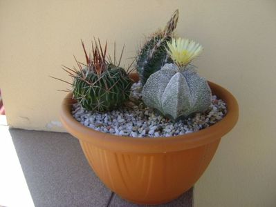 Grup de 3 cactusi; Thelocactus bicolor ssp. pottsii 
Echinofossulocactus multicostatus
Astrophytum coahuilense
