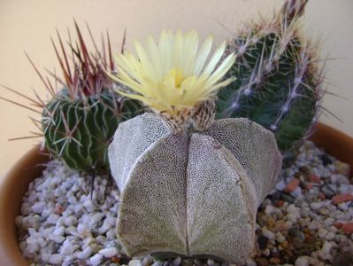 Astrophytum coahuilense