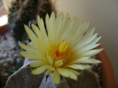 Astrophytum coahuilense