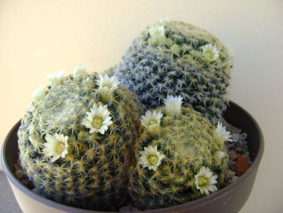 Mammillaria schiedeana