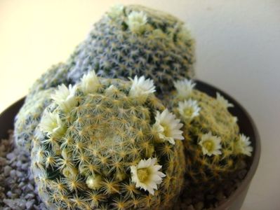 Mammillaria schiedeana