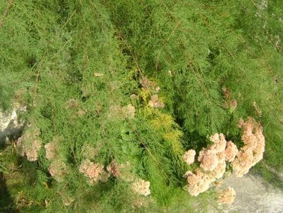 Sedum spectabile; sept. 2017
