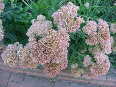 Sedum spectabile; sept. 2017
