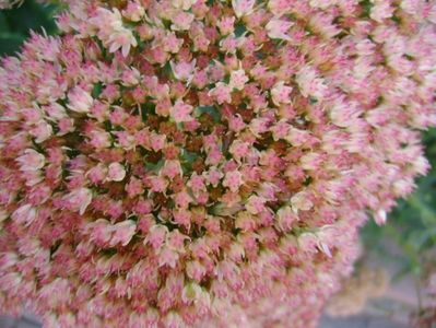 Sedum spectabile