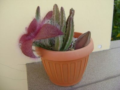 Stapelia grandiflora