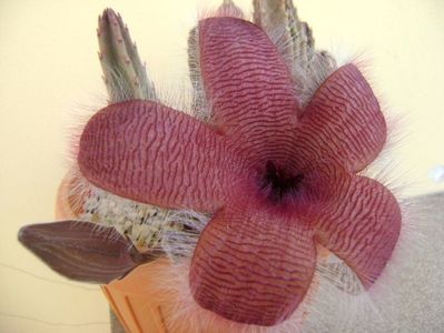 Stapelia grandiflora