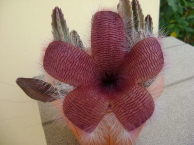 Stapelia grandiflora