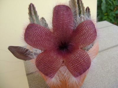 Stapelia grandiflora