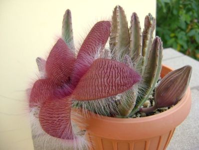 Stapelia grandiflora