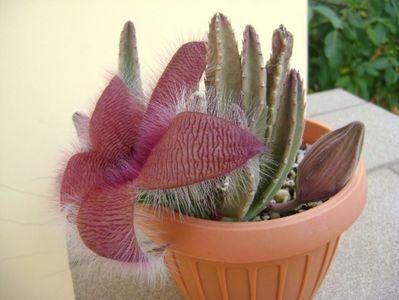 Stapelia grandiflora