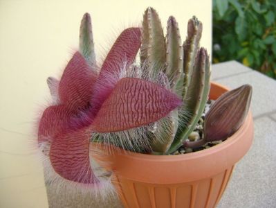 Stapelia grandiflora