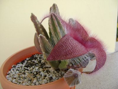 Stapelia grandiflora