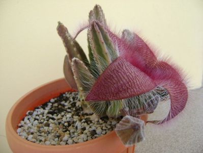 Stapelia grandiflora