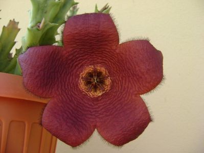 Stapelia hb. berlinensis