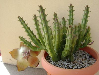 Stapelia hb. berlinensis