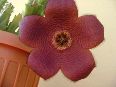 Stapelia hb. berlinensis