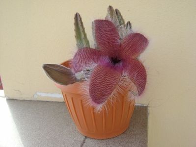 Stapelia grandiflora