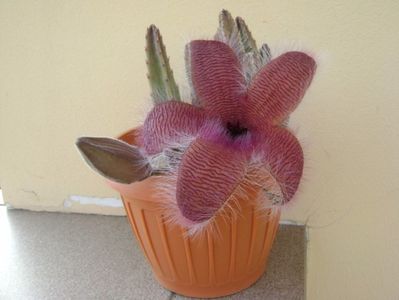 Stapelia grandiflora