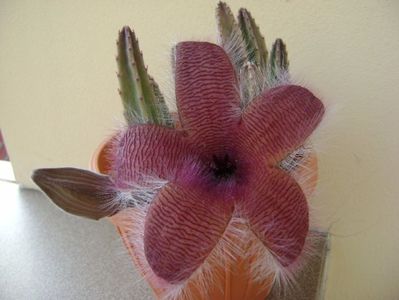 Stapelia grandiflora