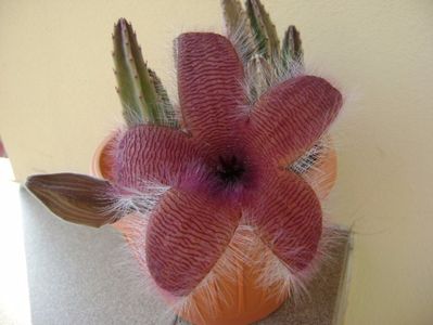 Stapelia grandiflora